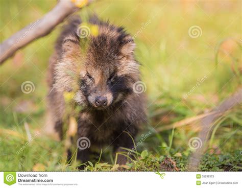 Raccoon Dog stock image. Image of natural, colour, creature - 35639373