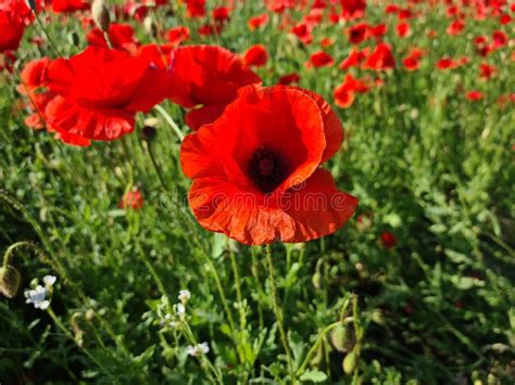 Poppy flower in field stock photo. Image of meadow, prairie - 250701074