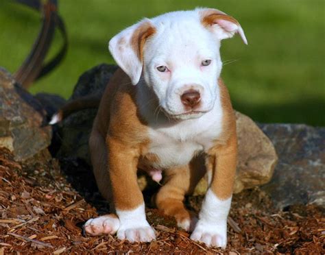 Pitbulls puppies for sale in nc, pets for sale mn, red nose pitbull ...