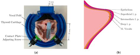 Vocal Folds Histology