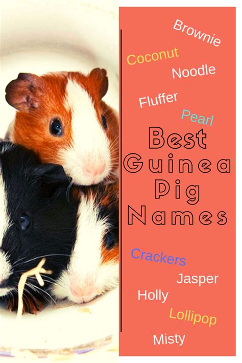 Unique Guinea Pig Names - 200 + Male, Female, Pairs Names - Petsium | Guinea pigs, Cute animal ...