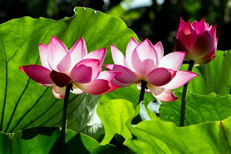 Green Lotus Flower Meaning | Best Flower Site