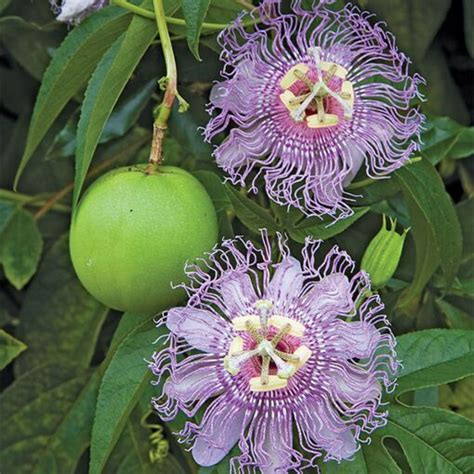 Maypop Passion Flower (Passiflora incarnata) for sale at Logee's!