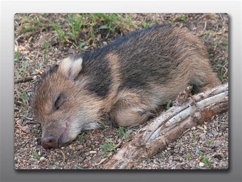 Glass Cutting Board – Baby Javelina Taking A Nap – Moment of Perception ...