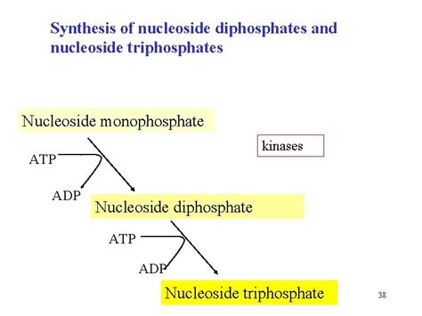 Metabolism of purine and pyrimidine nucleotides DNA replication