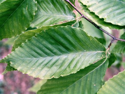 beech leaf | National Railroad Contractors Association