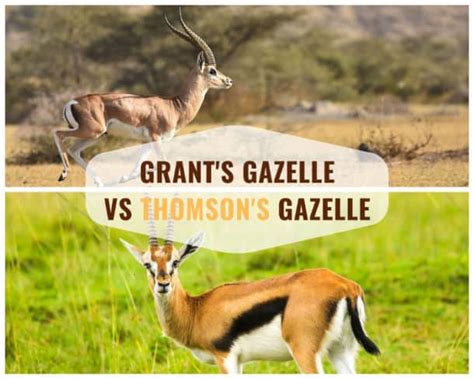 Thomson’s Gazelle Facts - Speed, Habitat, Diet & More