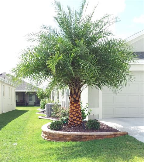 45 awesome florida landscaping with palm trees ideas – Artofit