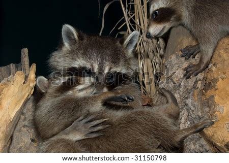 A Mother Racoon Holding Her Young Baby Raccoon Stock Photo 31150798 : Shutterstock