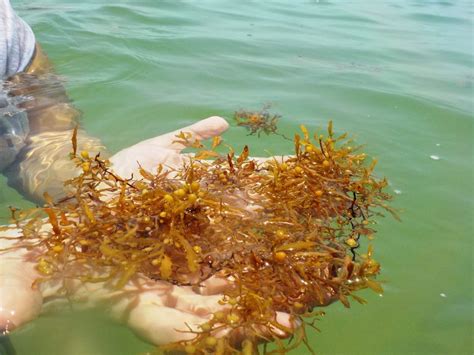 Sargassum: Seaweed or Brown Algae – Thompson Earth Systems Institute