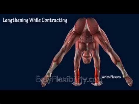 How to Press Handstand Tutorial Progression Muscle Animation EasyFlexibility | Handstand ...