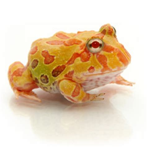 Albino Pac Man Frog from ReptMart.com