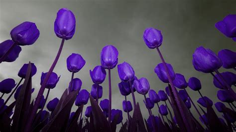 Lavender Tulips Wallpaper | Tulips Flower