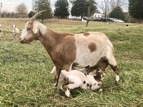 Kiko Goats - Jenkins Farms