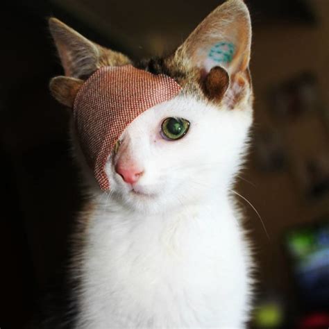 Rescue Kitty With 4 Ears And One Eye Escapes Misery After Finding His Forever Home | Bored Panda