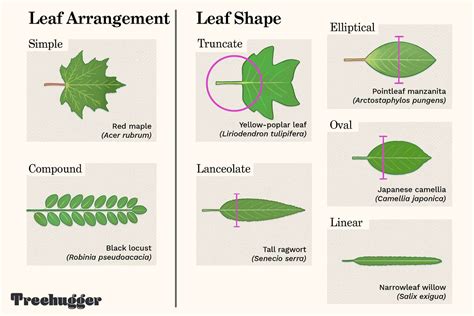 Identify a Tree by Leaf Shape, Margin, and Venation