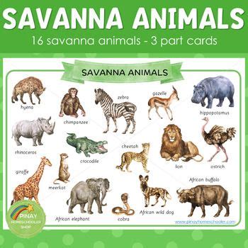 Savannah Animals Montessori 3 Part Cards | Savanna animals, Afterschool activities, Continents ...