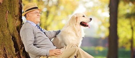 Caring for Older Dogs: 4 Timeless Tips | Pet Side