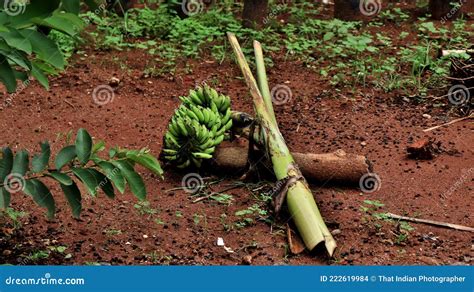 A Banana Harvest in the Garden Stock Photo - Image of grass, lawn: 222619984