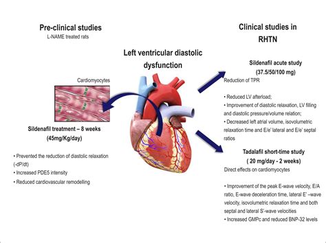 What Is Vigorous Lv Systolic Function | Natural Resource Department