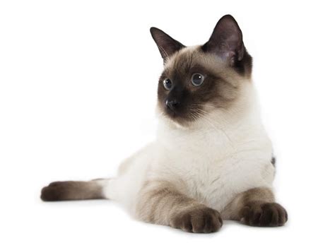 Siamese - Tabby Pointed Cats | Cat Breeds