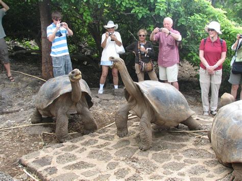 Galapagos Tortoise Facts, Habitat, Diet, Life Span, Pictures