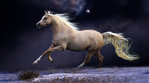 HD wallpaper: Horse And Moon Gallop Snow Cover Moonlight Ultra Hd Wallpapers For Desktop Mobile ...