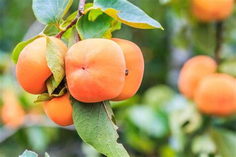 Growing Organic Fruit Trees: How to Optimize Health and Yield Without ...