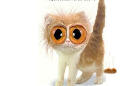 Big Eyes - Animal Humor Wallpaper (4515746) - Fanpop