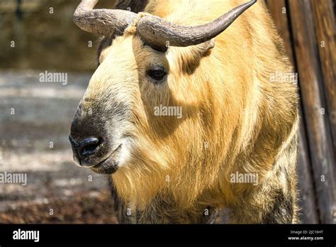 gold yak, (bos mutus) with beautiful fur and horns. Species of cattle from the Himalayas. Mammal ...