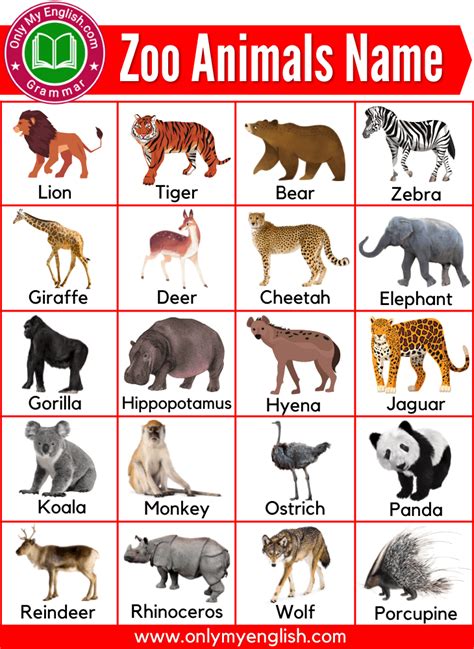 Wild Animals Name List, Zoo Animals List, Zoo Animals Names, Pet Animals Drawing, Animal ...