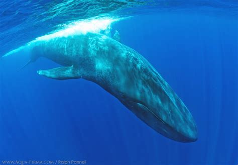 Underwater Blue Whale Photography