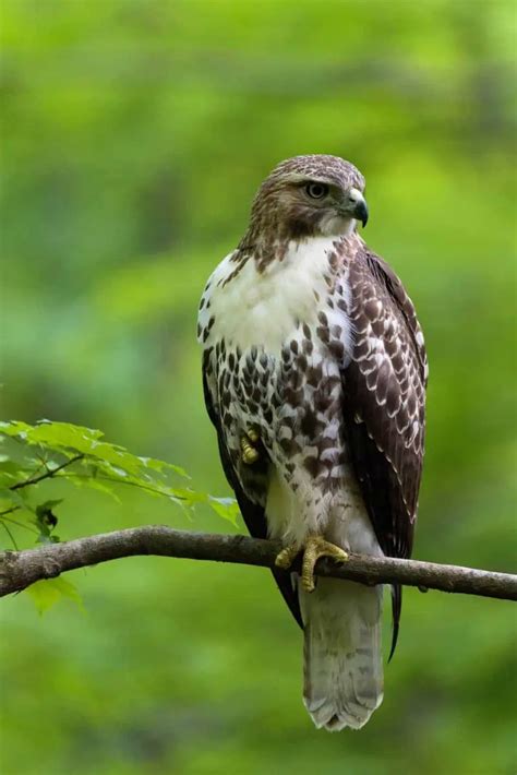 Hawks of Utah (8 Species with Pictures) - Wild Bird World