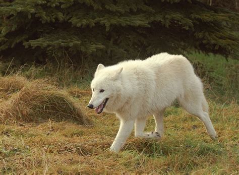 Arctic Wolf | Animal Wildlife