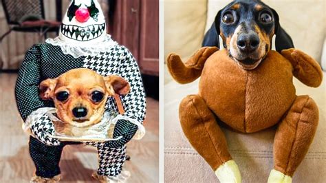 Funniest 😸 Cats And 🐶 Dogs In Hilarious Costumes | Funny Pets - YouTube