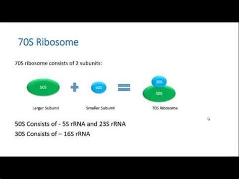 😂 70s 80s ribosomes. The Structure and Function of the Eukaryotic Ribosome. 2019-02-28