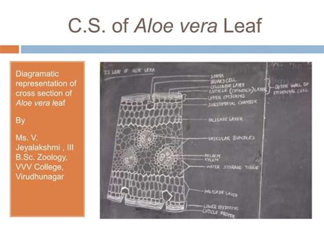 Xerophytes | PPT