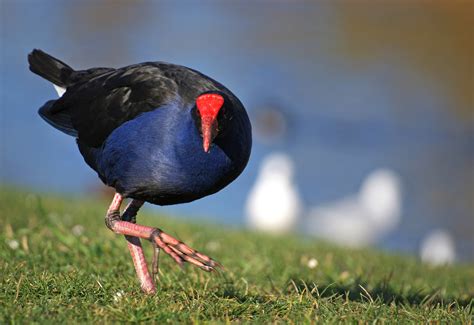 10 Native birds of New Zealand that rule the roost – Haka Tours Blog