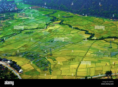 rice field Vietnam Stock Photo - Alamy