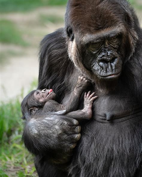 Baby Gorilla Born at L.A. Zoo Is a Girl | KTLA