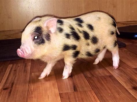 American Mini Pig Standard Colors and Patterns