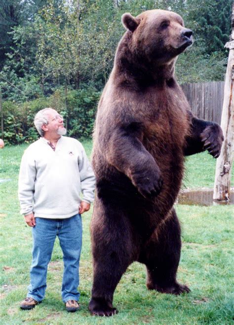 Gorilla vs Grizzly: Who Wins? - All About powerlifting