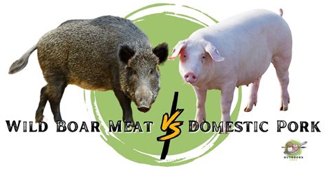 Wild Boar Meat Vs Domestic Pork - OutdoorsChef