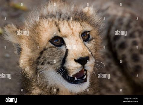 cheetah cubs, Acinonyx, jubatus Stock Photo - Alamy