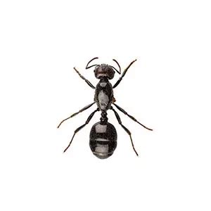 Little Black Ant Identification | Little Black Ants in Central ...