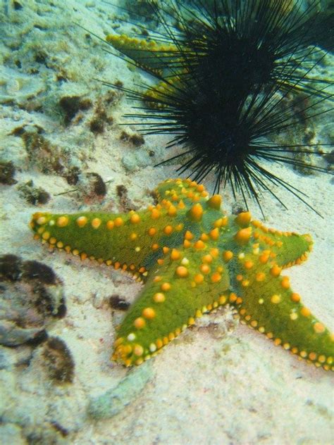 Green and orange Starfish Zanzibar Tanzania | Beautiful sea creatures ...