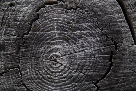 Close Up of Tree Trunk Rings Stock Photo - Image of hewn, annual: 28291512