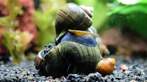 Freshwater Snails: Types Of Aquarium Snails Available In Stores