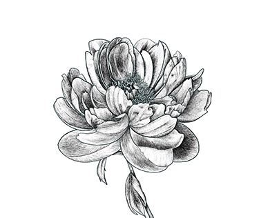 Chinese Peony Digital Art Projects :: Photos, videos, logos, illustrations and branding :: Behance