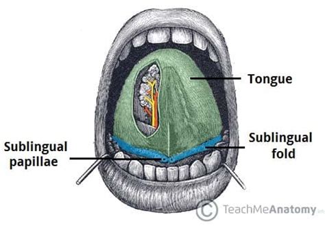 The Sublingual Gland - Structure - Vasculature - Innervation ...